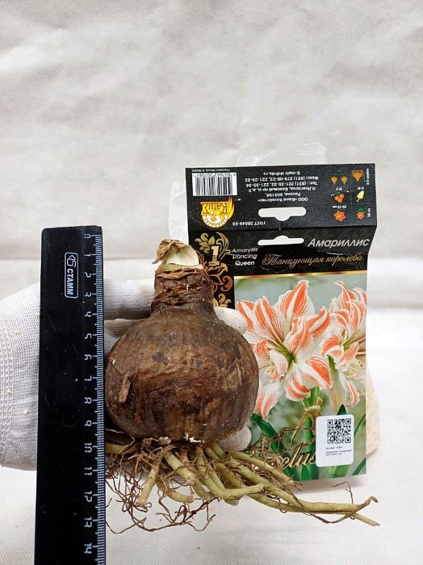 Амариллис Танцующая королева 